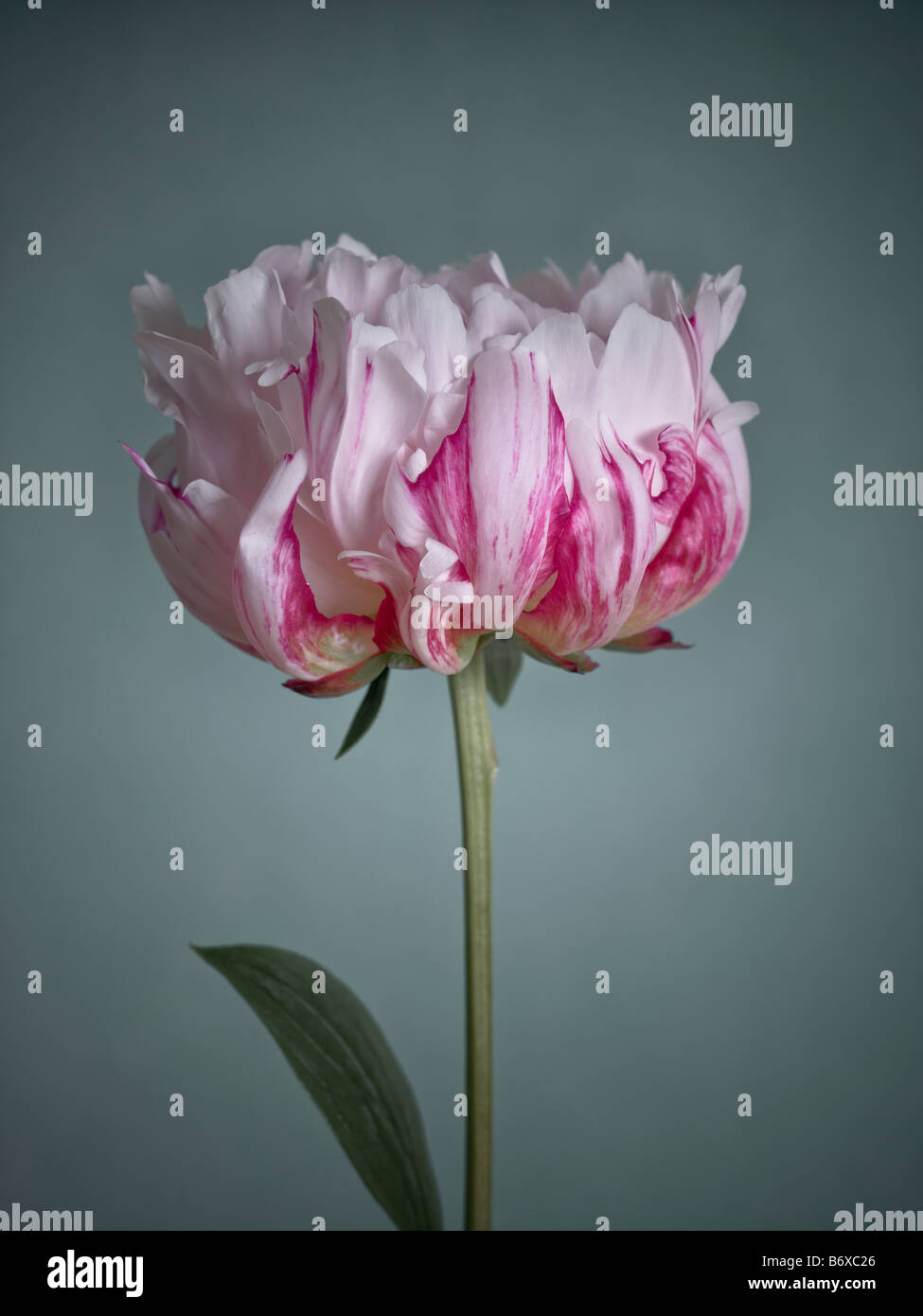 Fleur de pivoine close up Banque D'Images