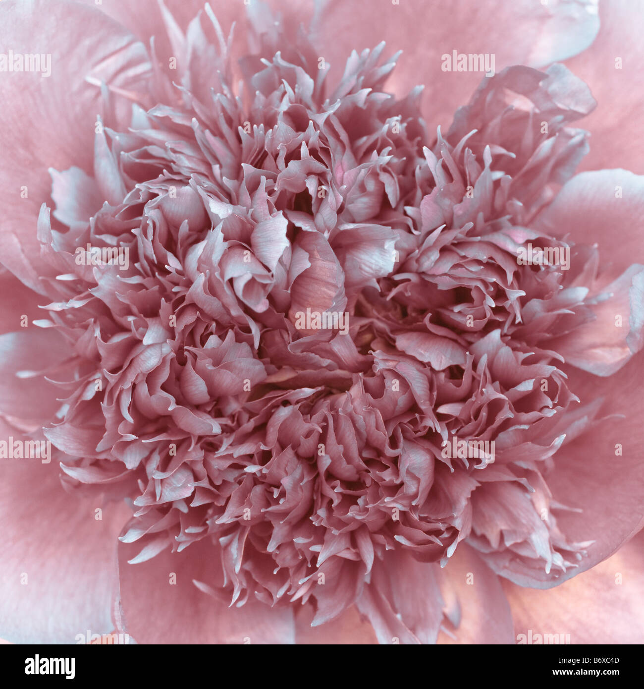 Extreme close up of pink peony flower Banque D'Images