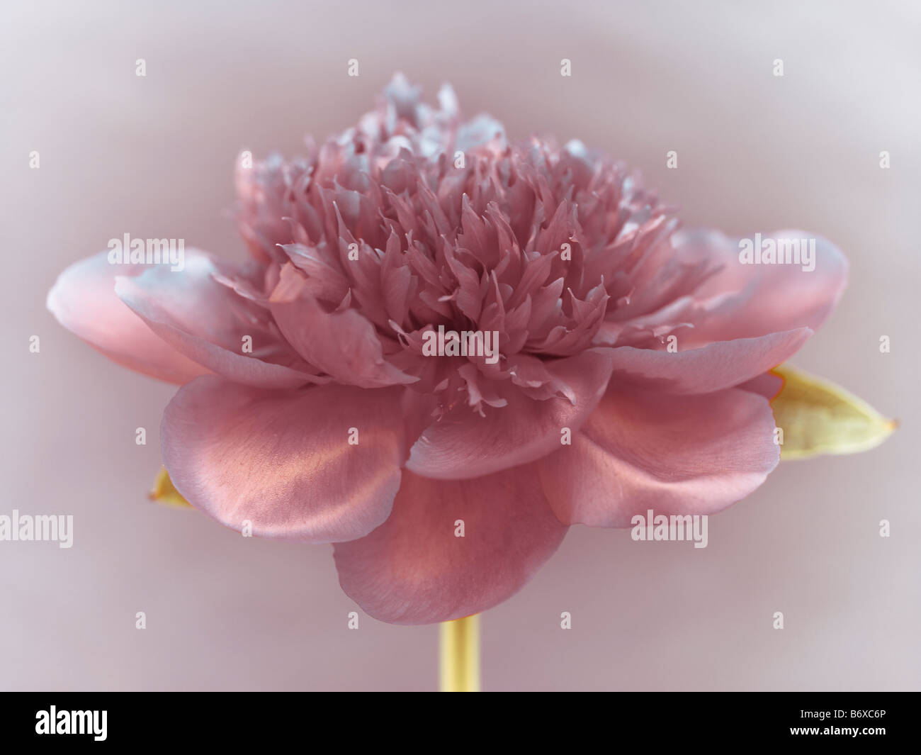 Fleur de pivoine close up Banque D'Images