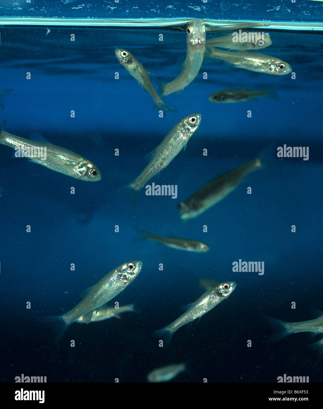 Tête-de-boule Pimephales promelas poissons utilisés dans les études écologiques Banque D'Images