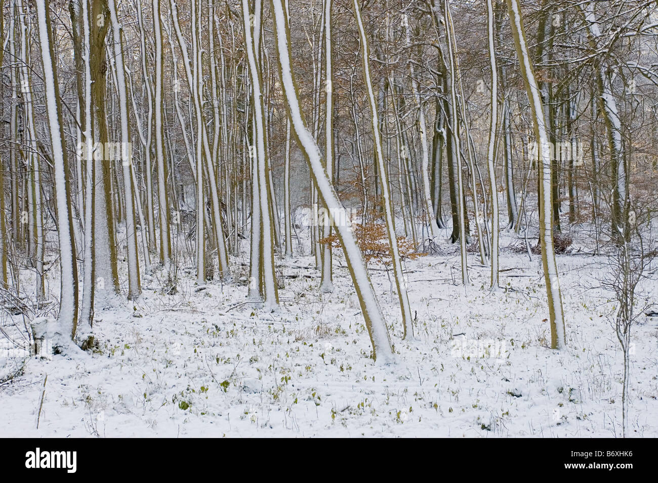 Dans la neige 1 Chiltern woods Banque D'Images