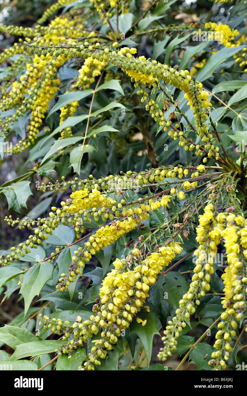 MAHONIA X MEDIA CHARITY EN DÉCEMBRE Banque D'Images