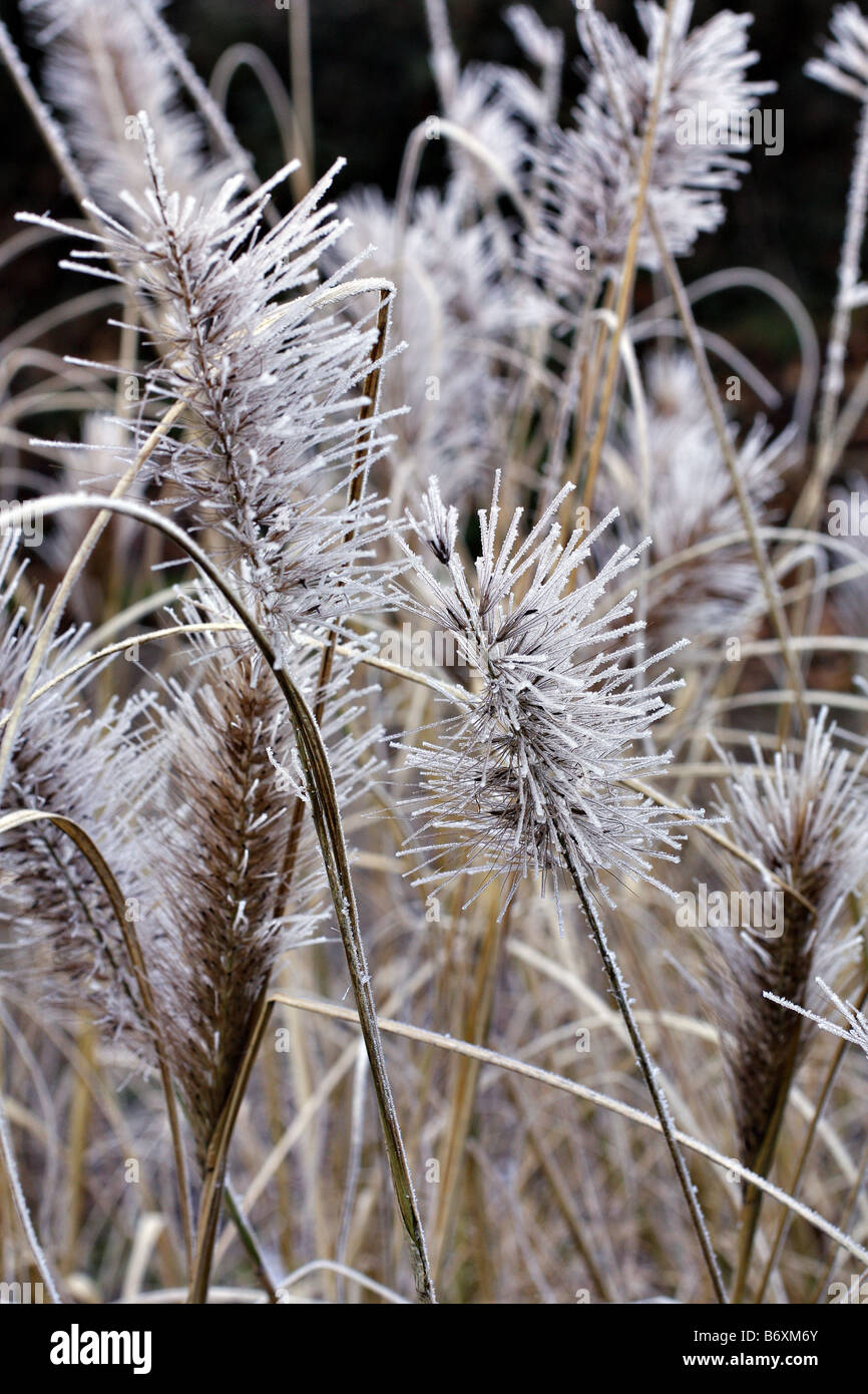 Givre SUR SEEDHEADS DE PENNISETUM ALOPECUROIDES à tête rouge Banque D'Images