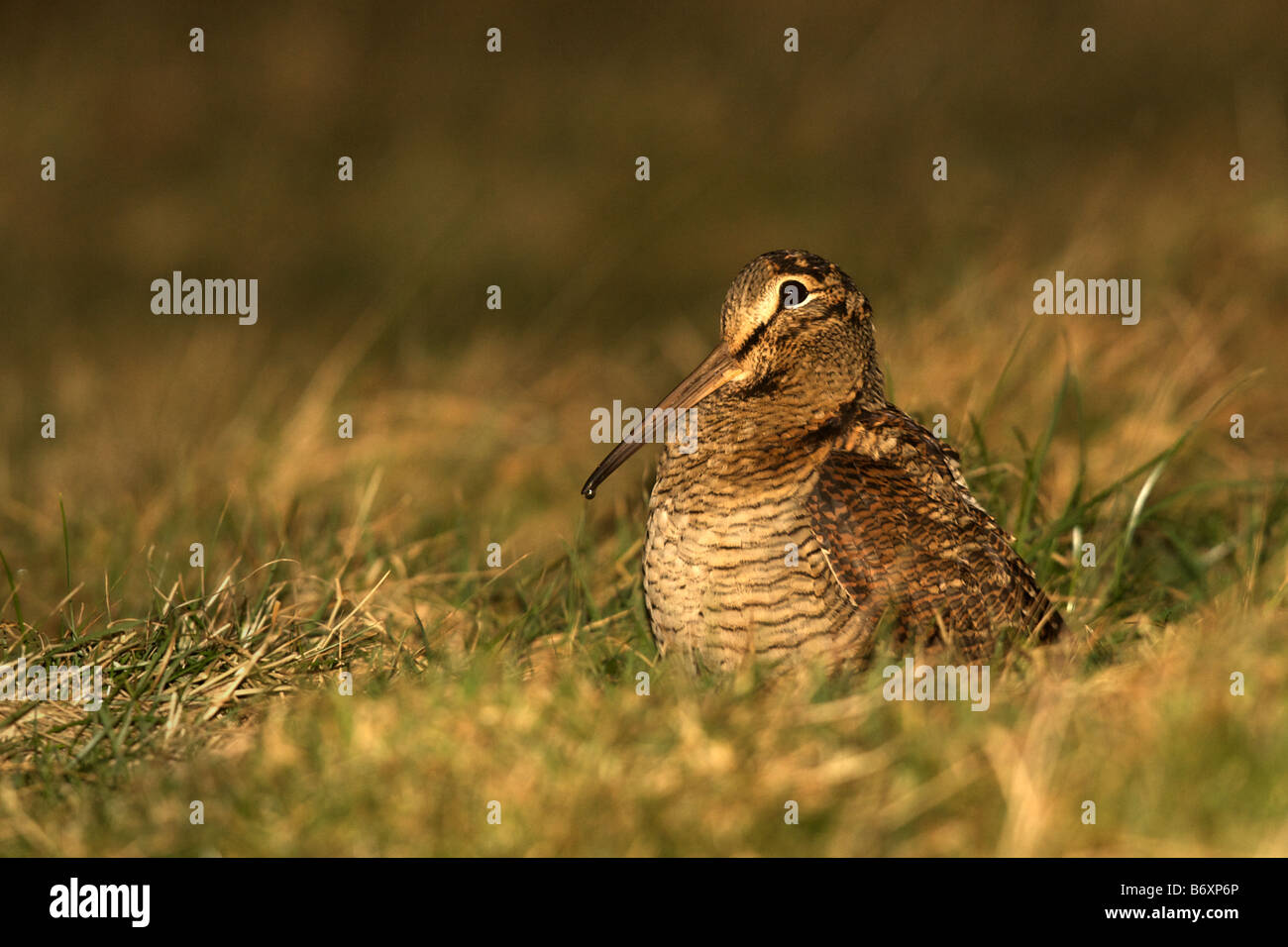 Woodcock assis dans champ de pâturage (paysage) Banque D'Images