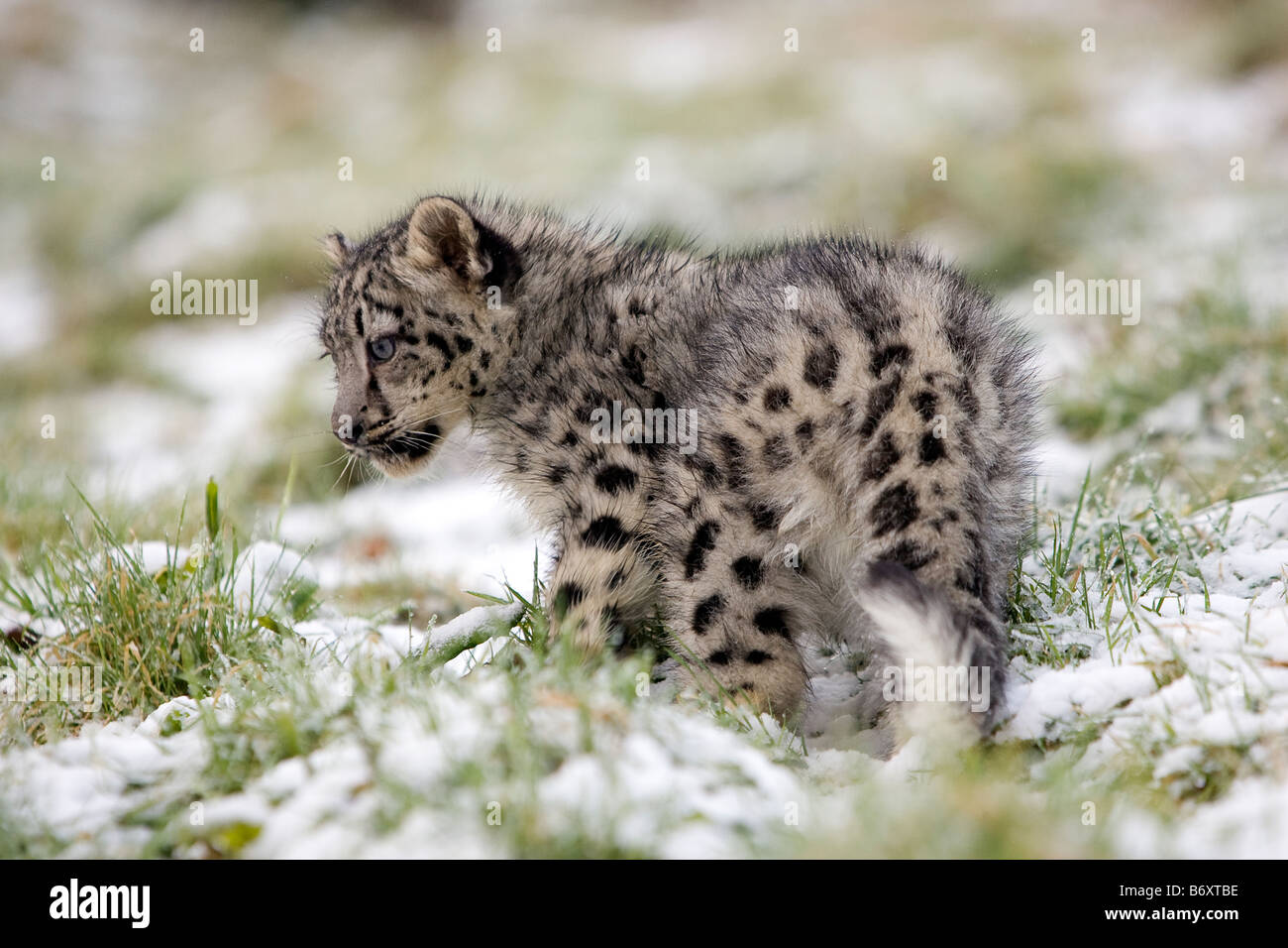 Snow Leopard Cub dans la neige Banque D'Images