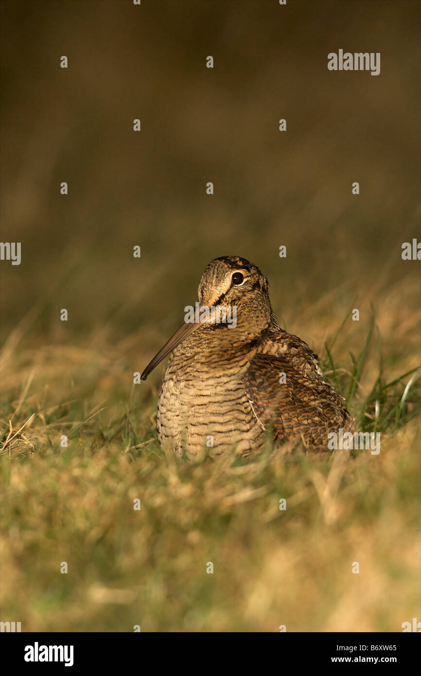 Woodcock assis dans champ de pâturage (Portrait) Banque D'Images