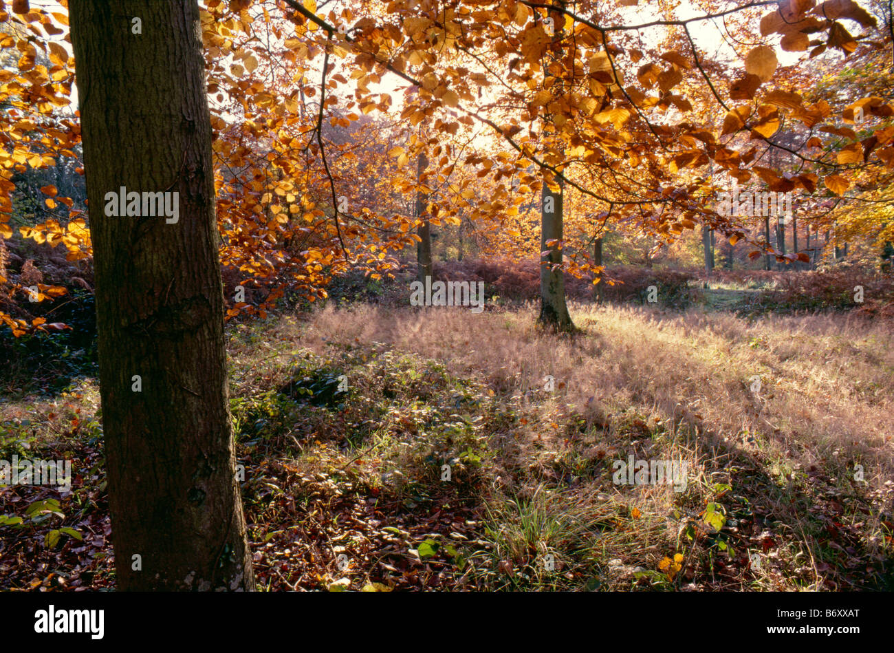 Bois plage en autmn Bere forêt, près de Wickham, Hampshire, England, UK Banque D'Images
