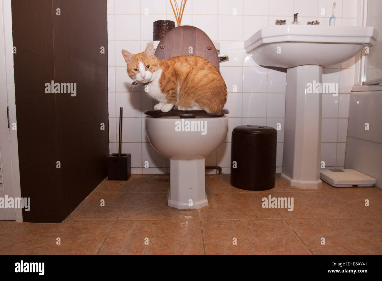 Toilette de chat Banque de photographies et d'images à haute résolution -  Alamy