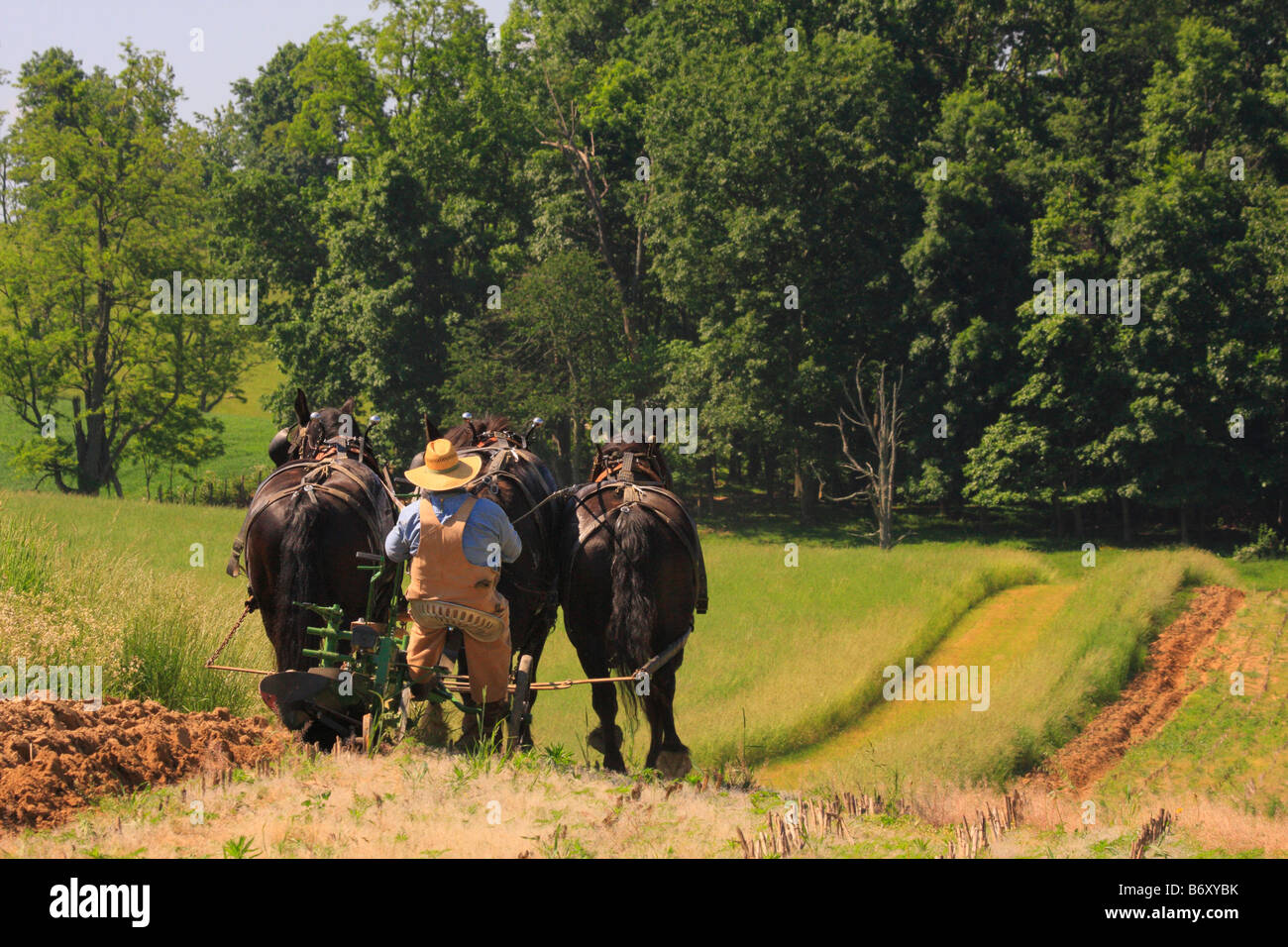 Équipe de chevaux percherons labourer, Middlebrook, vallée de Shenandoah, en Virginie, USA Banque D'Images