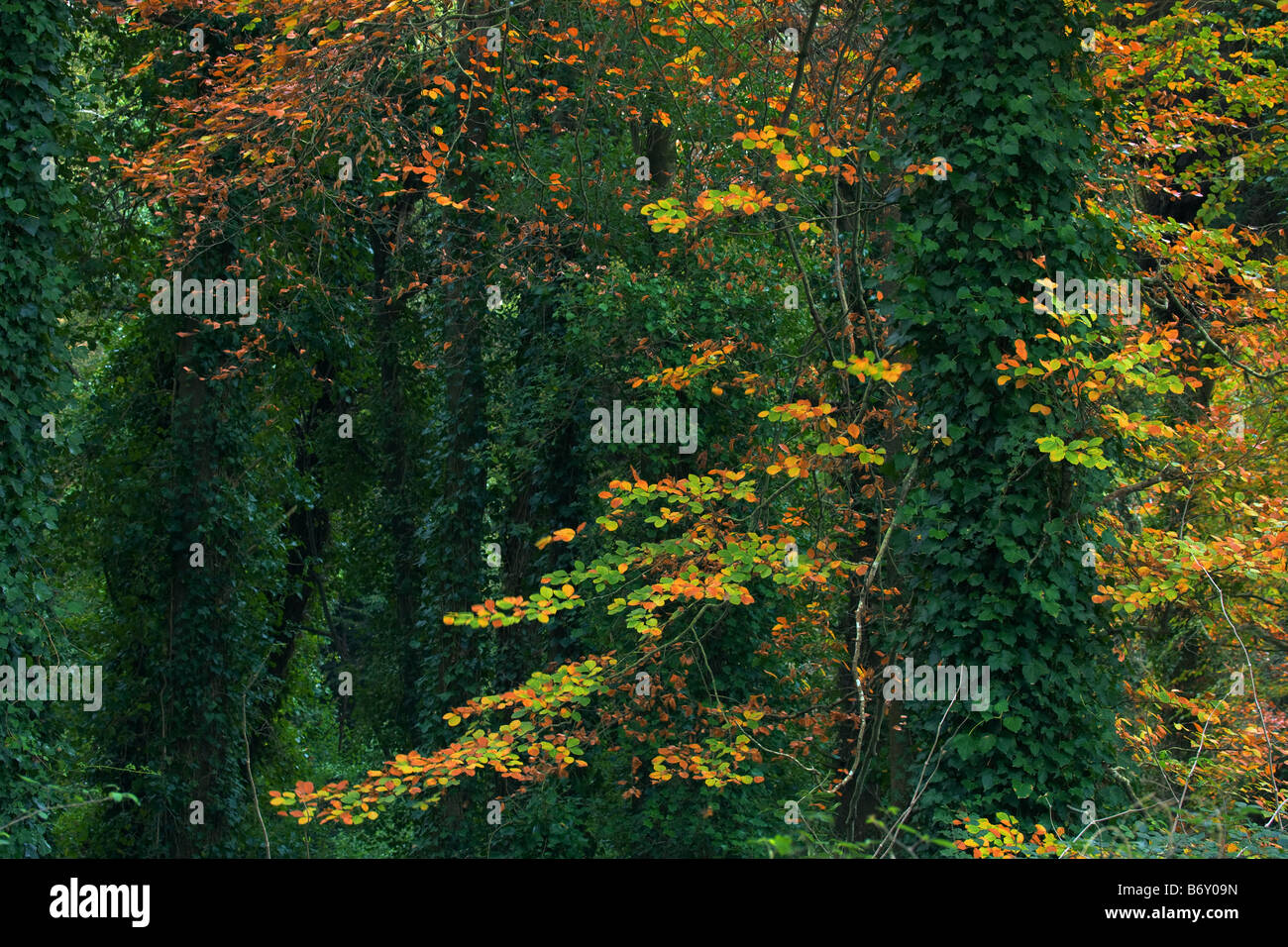 Forêt de Sintra sur l'automne, Parc Naturel de Sintra, Portugal Banque D'Images