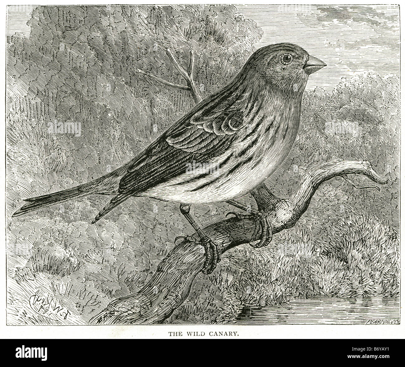Serin des canaries Serinus canaria Island Atlantic passereau famille des Fringillidae Banque D'Images