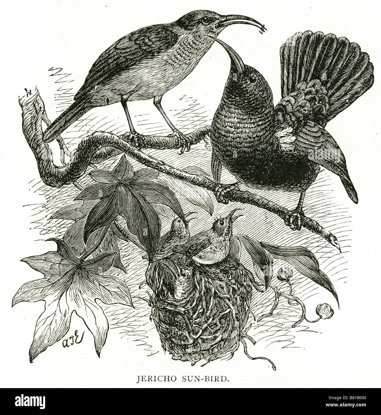 cuculidae - 10 Sun-jericho très des Cuculidae oiseau passereau de l'Asie du Sud l'Afrique du nord de l'Australie nectar Photo Stock - Alamy