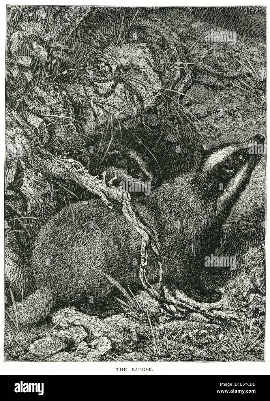 Badger est le nom commun d'un groupe spécifique de mammifères carnivores, qui appartiennent à la famille des Mustélidés, qui comprend également Banque D'Images