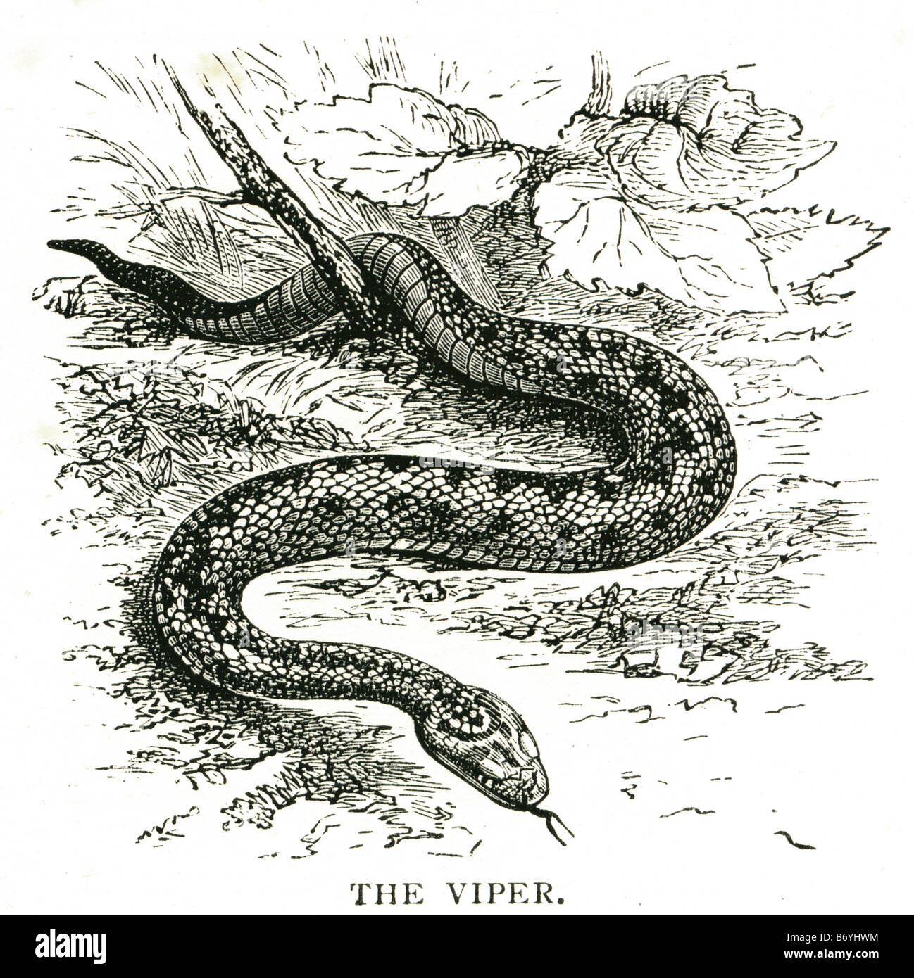Vipéridés viper venom venimeux long solenoglyphous viperids injection fang à charnière Banque D'Images