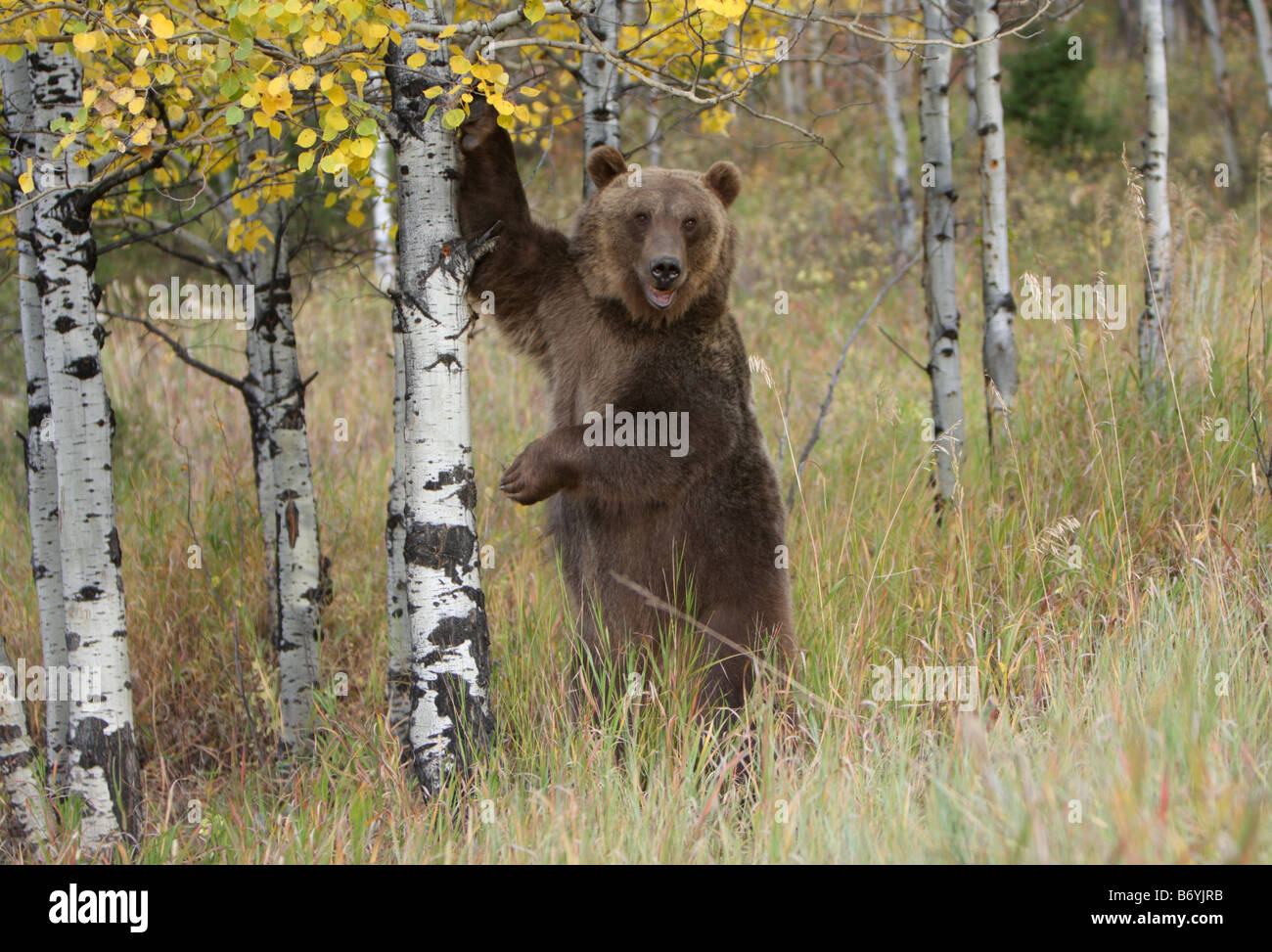 Grizzly bear Banque D'Images