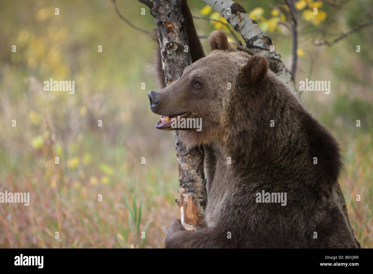 Grizzly bear Banque D'Images