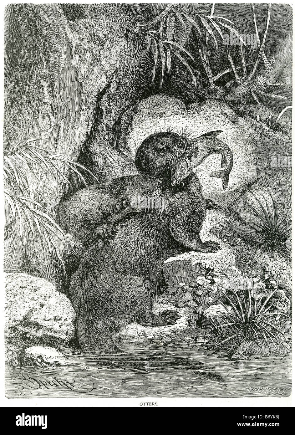 Loutre loutre Lutrinae mustélidés semi-aquatique mammifère manger du poisson Banque D'Images