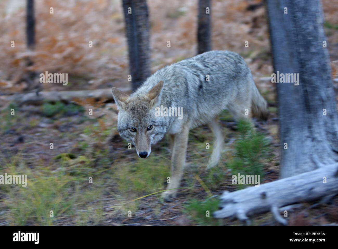 Coyote Banque D'Images