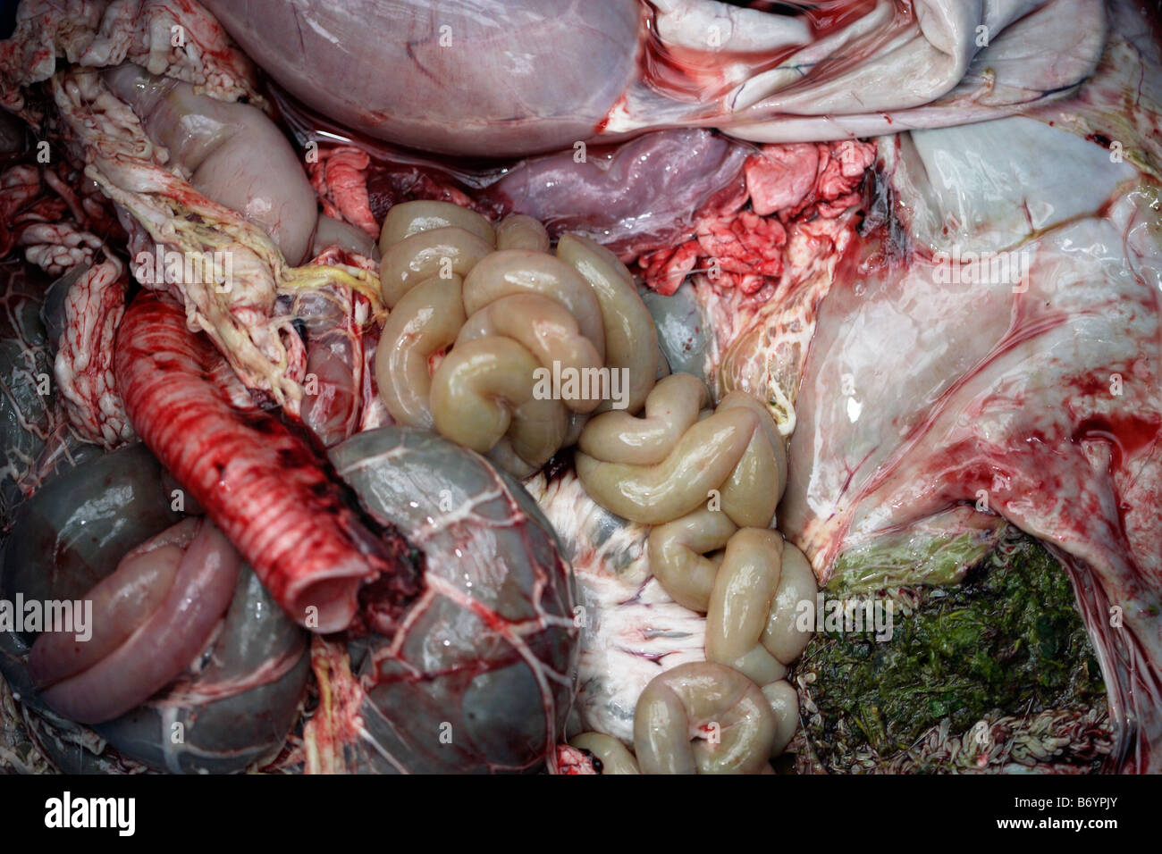 Les intestins et les organes internes d'un cerf Banque D'Images