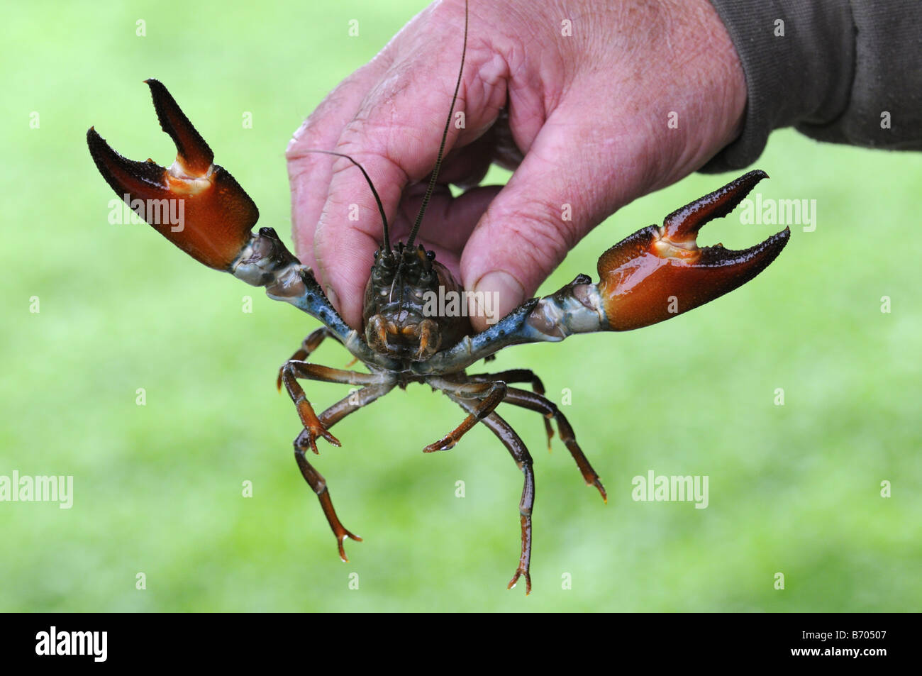 Écrevisse signal Banque de photographies et d’images à haute résolution