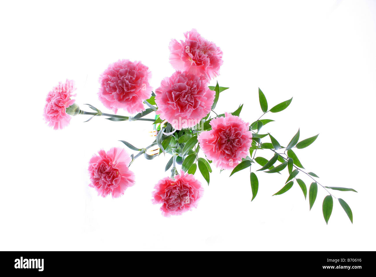 Fleurs roses dans le vase isolé sur fond blanc Banque D'Images