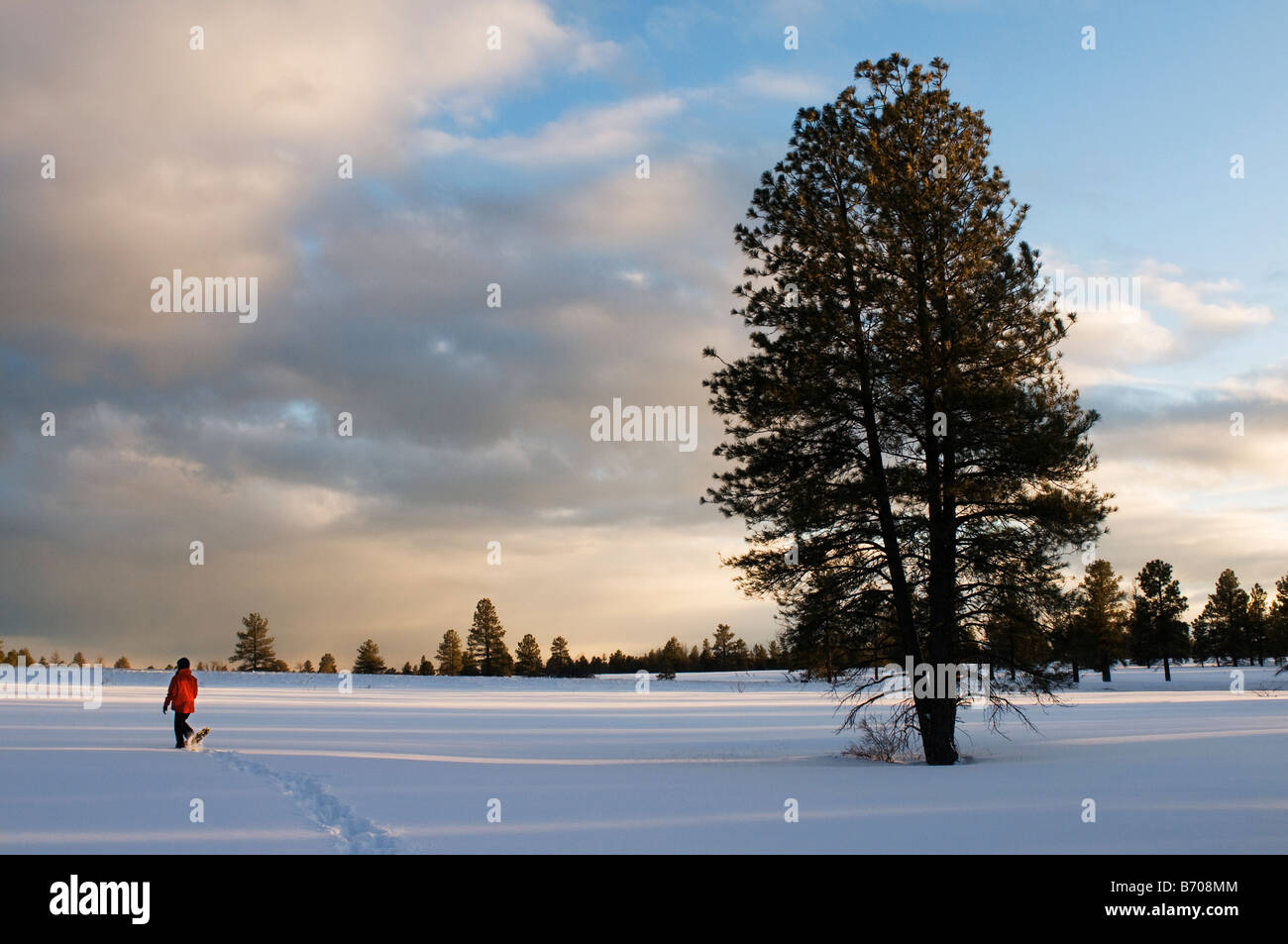 Une jeune femme en raquettes à neige fraîchement tombée au coucher du soleil dans la région de Flagstaff, Arizona. Banque D'Images