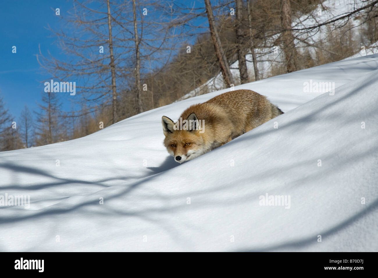 Le renard Renard mammifère canidé rouge bois montagne Italie été printemps volpe rossa Vulpes vulpes canidi mammiferi montagna Parco Naziona Banque D'Images