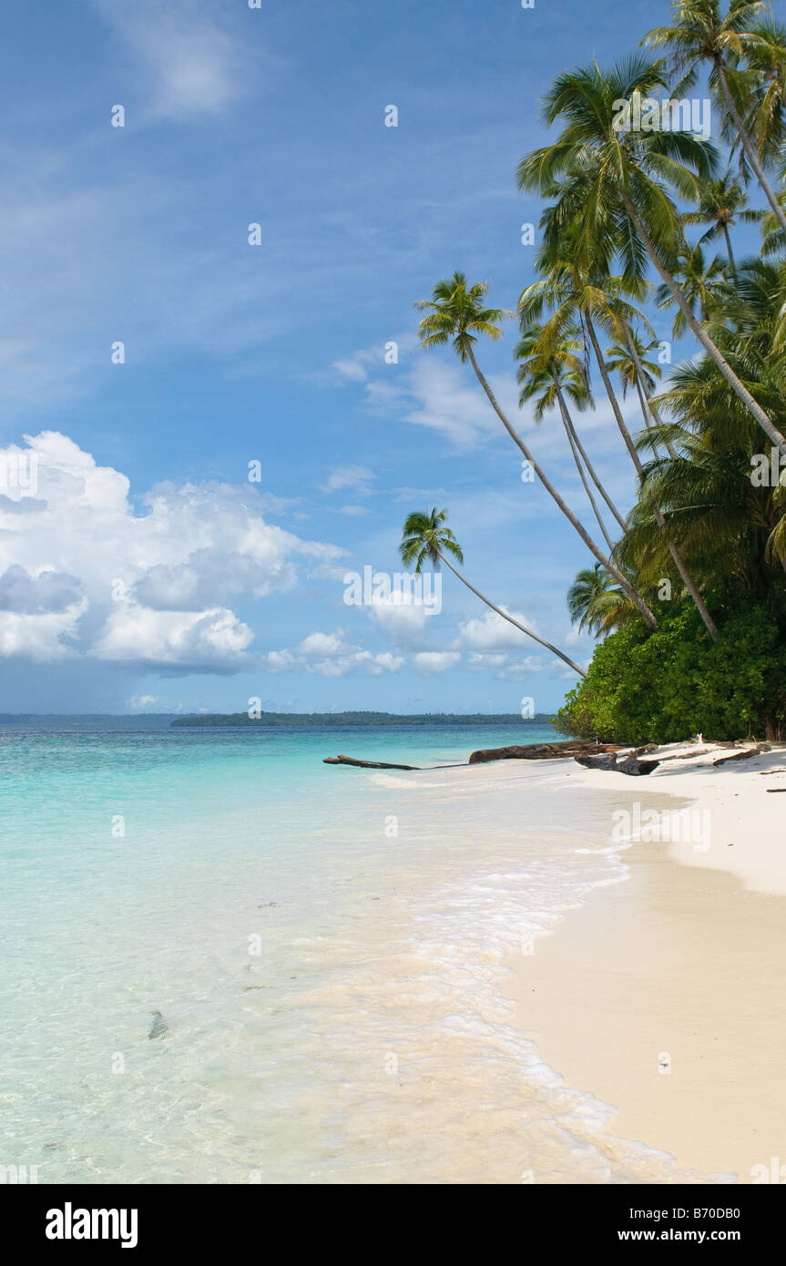 Tropical Island mer ciel et palmiers Banque D'Images