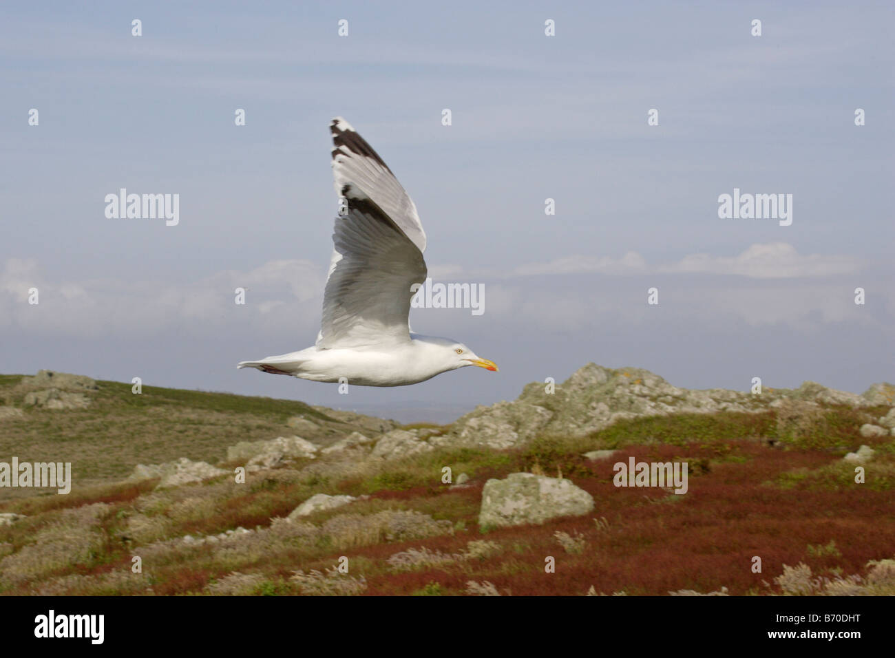 Goéland argenté volant au-dessus de l'île de Skomer Banque D'Images