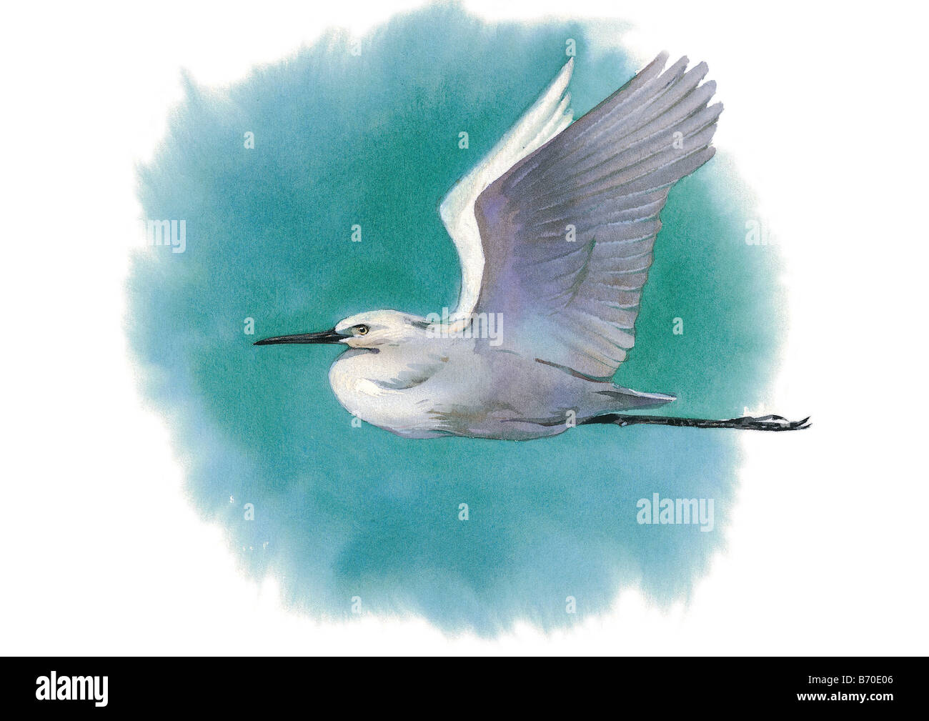 Oiseau grue aquarelle Banque de photographies et d’images à haute