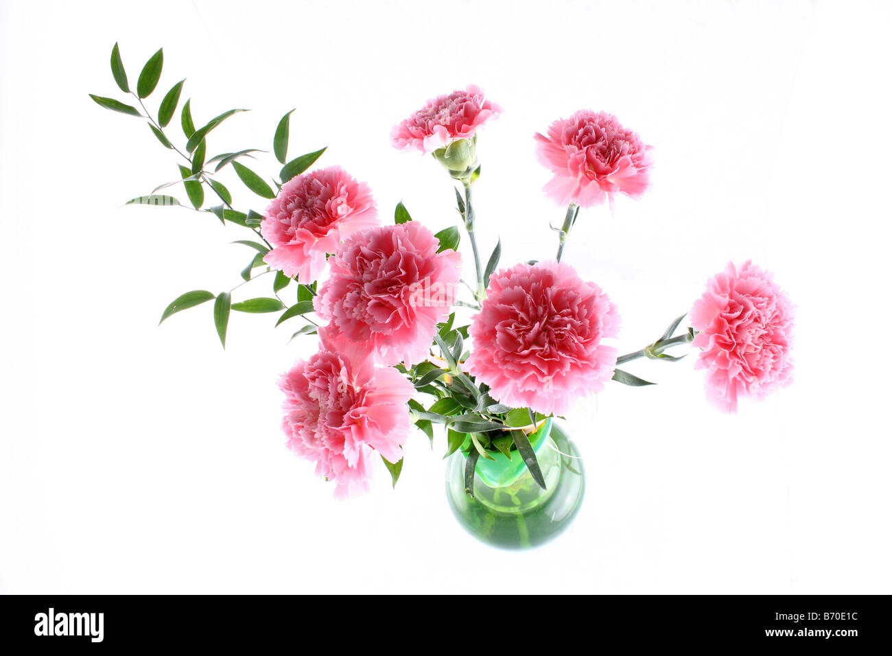 Fleurs roses dans le vase isolé sur fond blanc Banque D'Images