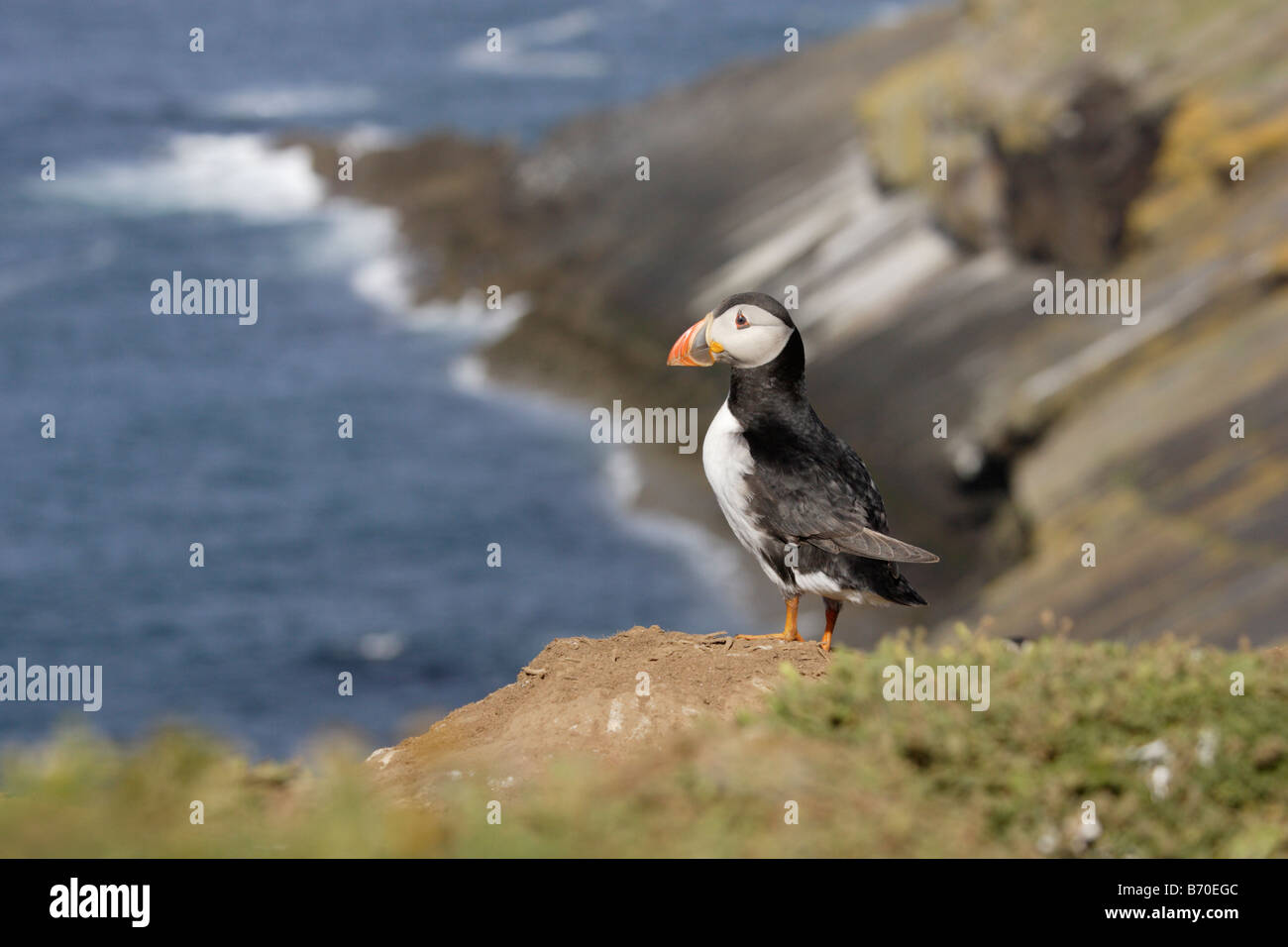 Macareux moine (Fratercula arctica sur skomer Banque D'Images