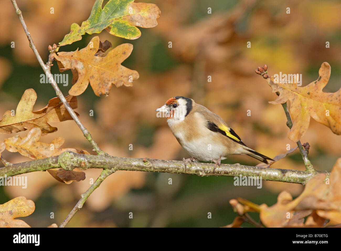 Chardonneret élégant sur feuilles de chêne à l'automne Banque D'Images Chardonneret élégant sur feuilles de chêne à l'automne Banque D'Images
