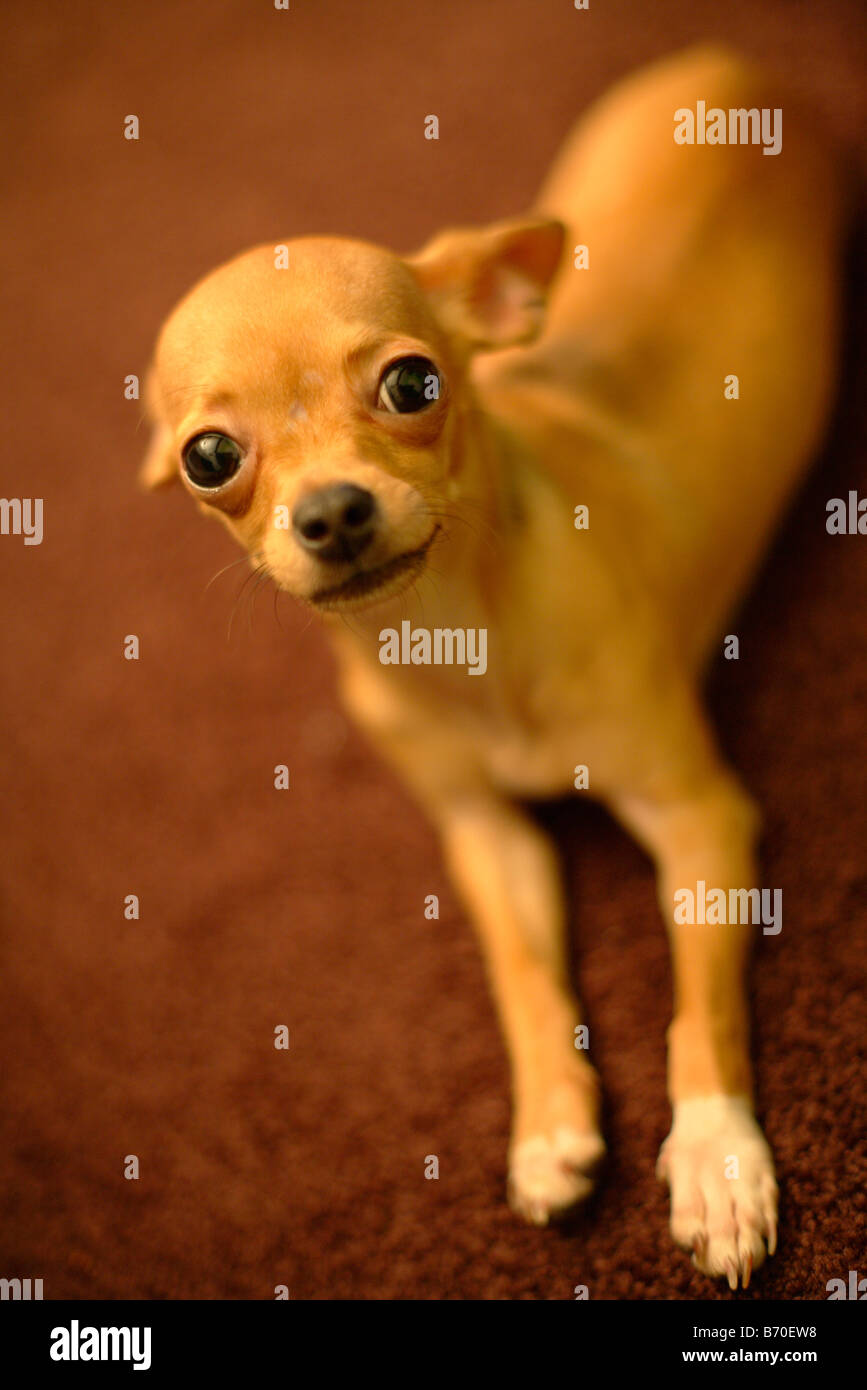 Chiwawa chihuahua chien à la maison Banque D'Images