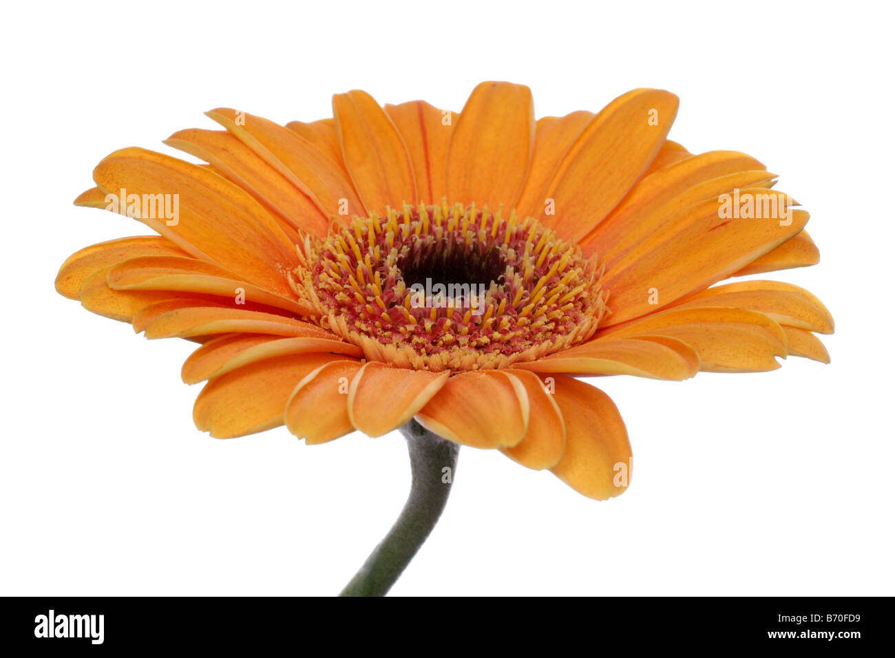 Belle gerber daisy orange isolé sur fond blanc Banque D'Images