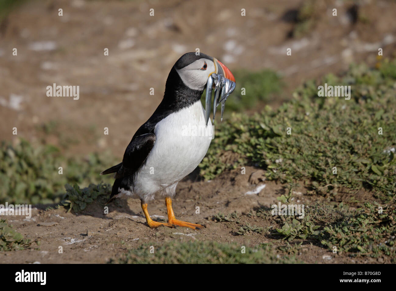 Macareux moine (Fratercula arctica sur skomer Banque D'Images