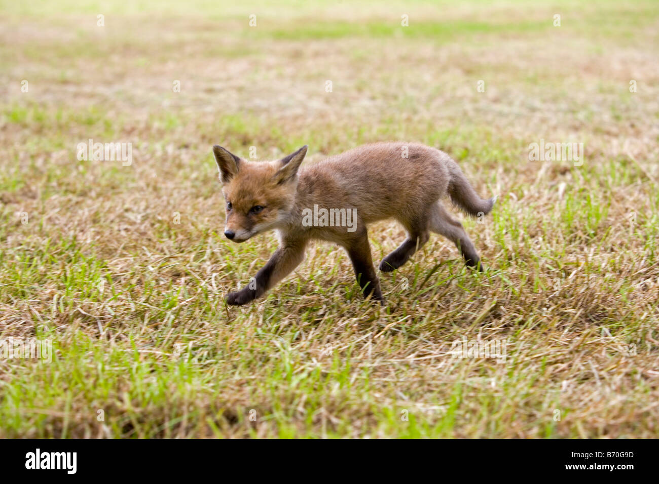 L'Holland Pays-bas Graveland domaine rural appelé Gooilust Jeune Fox qui a perdu sa mère Banque D'Images