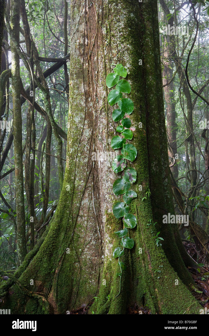 Le Suriname, Brownsweg Brownsberg, parc national. Les feuilles des arbres. Banque D'Images
