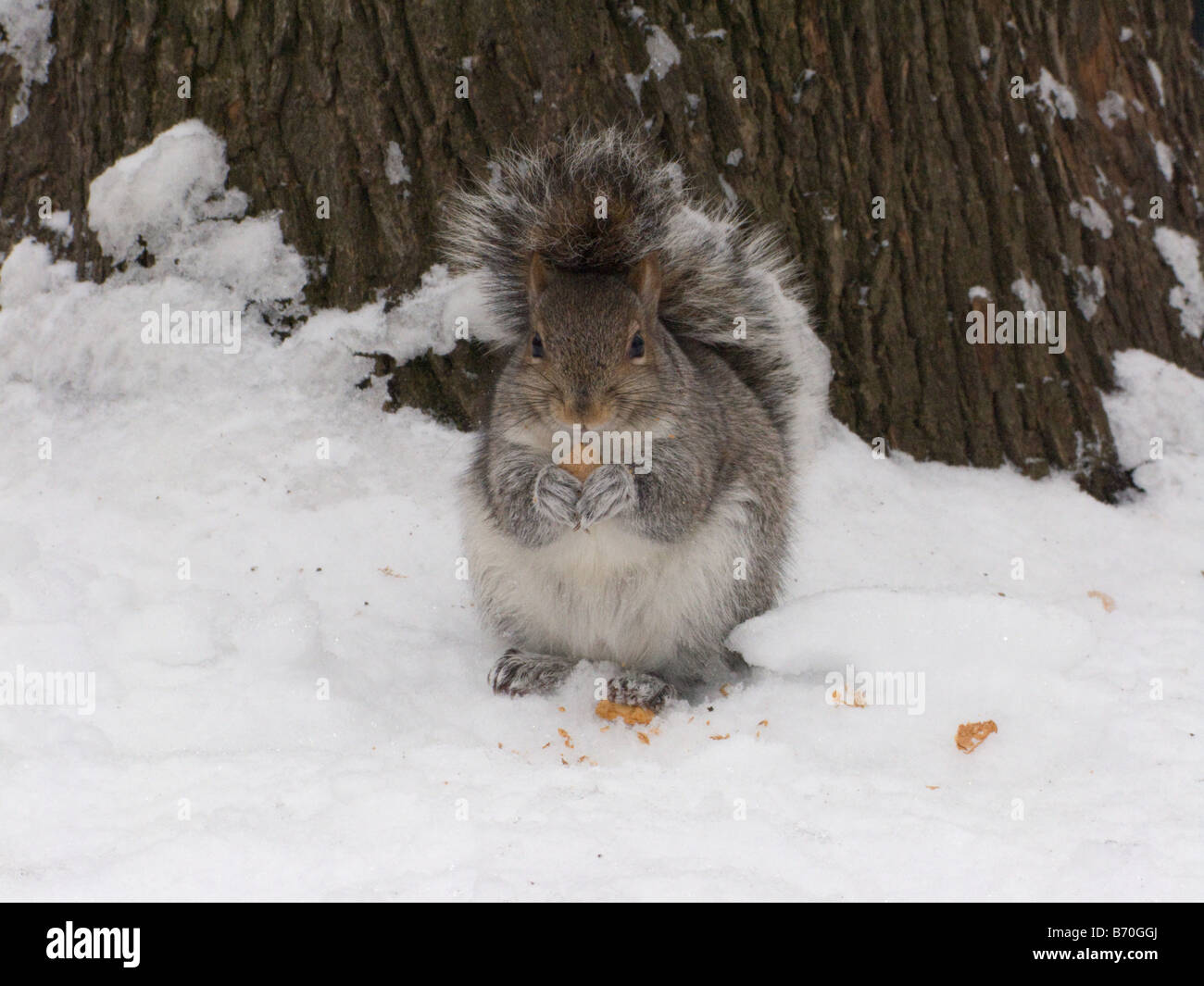 Alimentation L'Écureuil mignon dans la neige, regardant à droite à l'appareil photo Banque D'Images