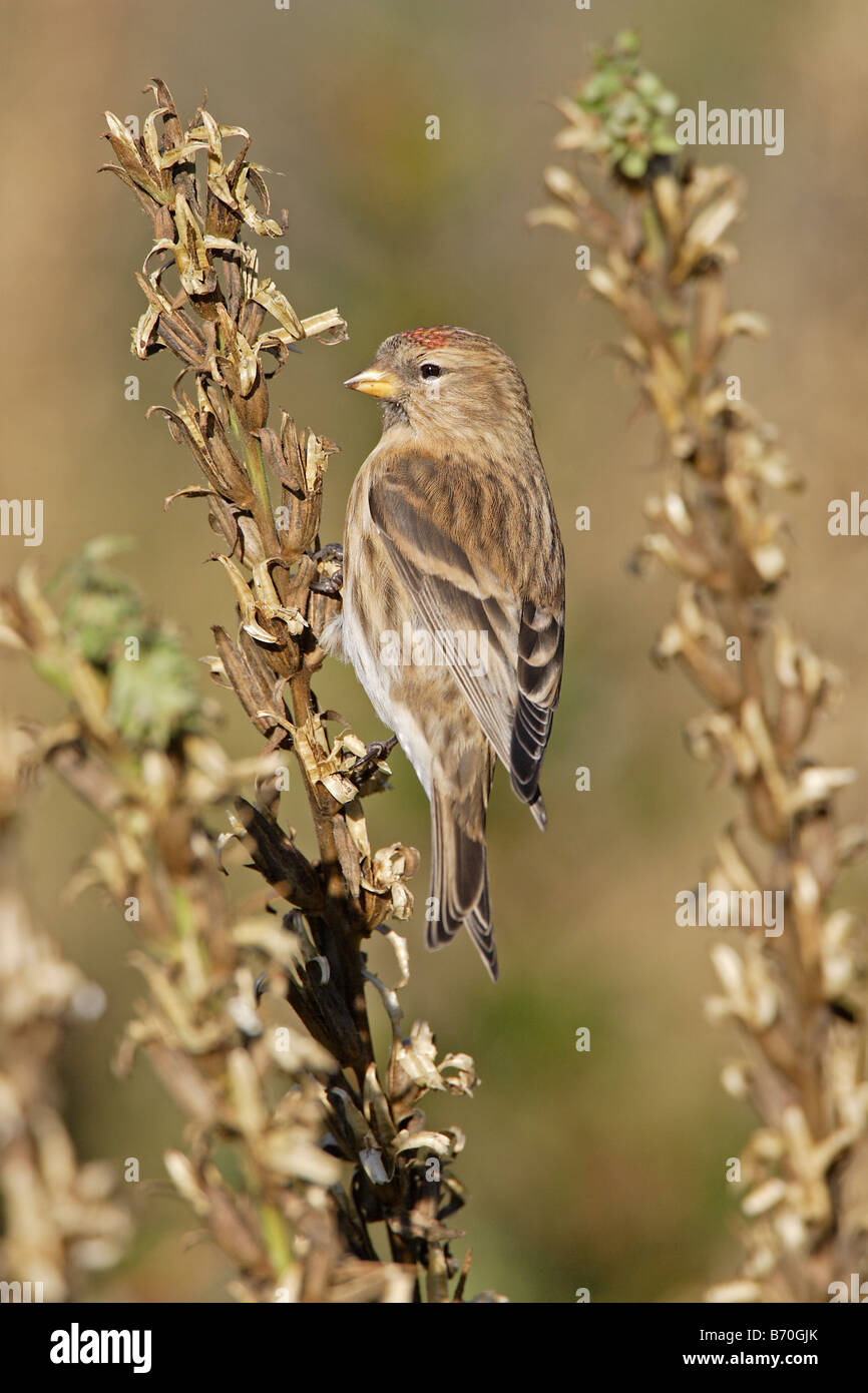 Sizerin flammé sur tête de graines d'onagre Carduelis flammea Banque D'Images