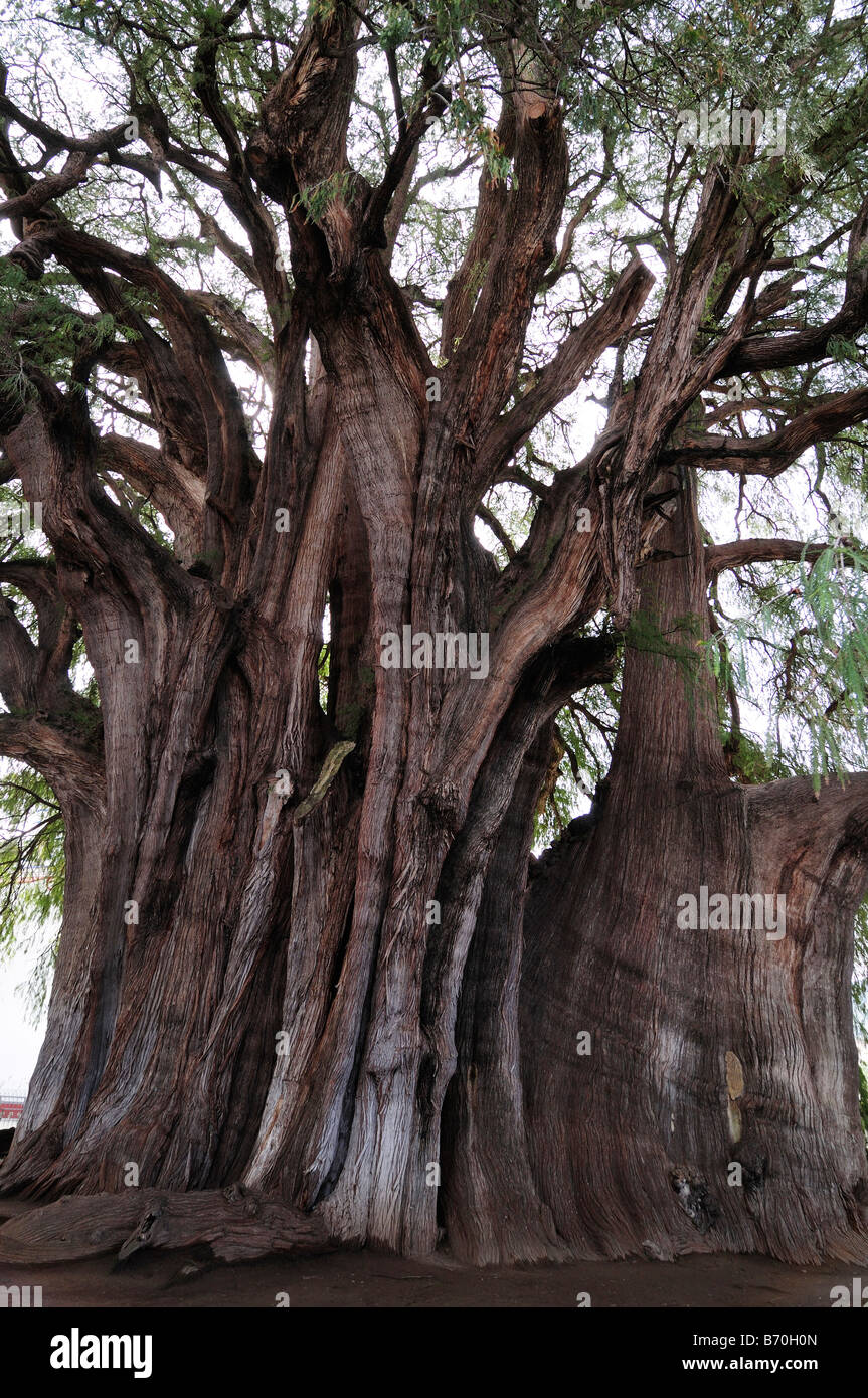 L'arbre de Tule, arbre géant Arbol del Tule dit être au moins 2 000 ans, Santa Maria del Tule, Mexique Banque D'Images