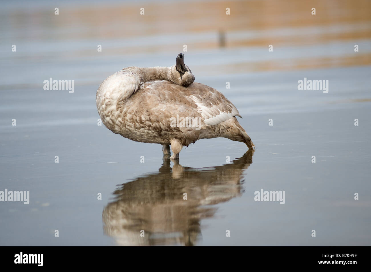 Juvenile white swan, Suède Banque D'Images