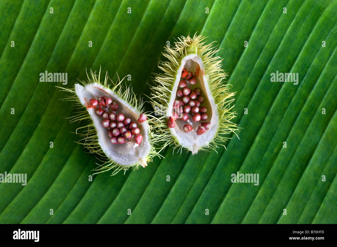 Le Suriname, Kwamalasamutu, fruit d'kusuwe ou roucou ou anatto (Bixa orellana), également utilisé comme corps de la peinture. Banque D'Images