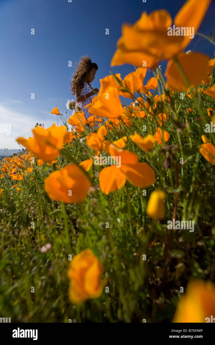 Petite fille 7 ans picking coquelicots de Californie à partir d'une colline à lake elsinore dans le comté de Riverside en Californie usa MR Banque D'Images