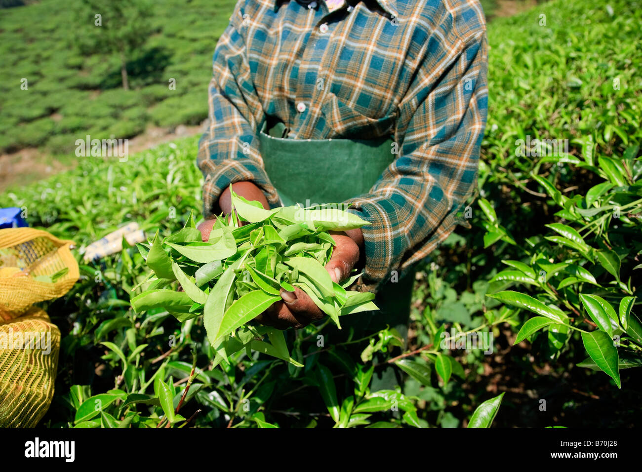 Les feuilles de thé Women picking plantation de thé de Munnar Western Ghats Kerala Inde du Sud Banque D'Images