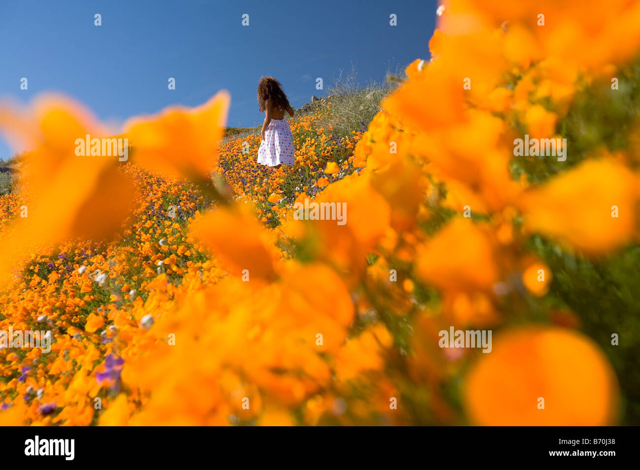 Petite fille 7 ans picking coquelicots de Californie à partir d'une colline à lake elsinore dans le comté de Riverside en Californie usa MR Banque D'Images