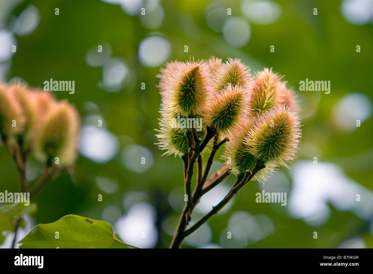 Le Suriname, Kwamalasamutu, fruit d'kusuwe ou roucou ou anatto (Bixa orellana), également utilisé comme corps de la peinture. Banque D'Images