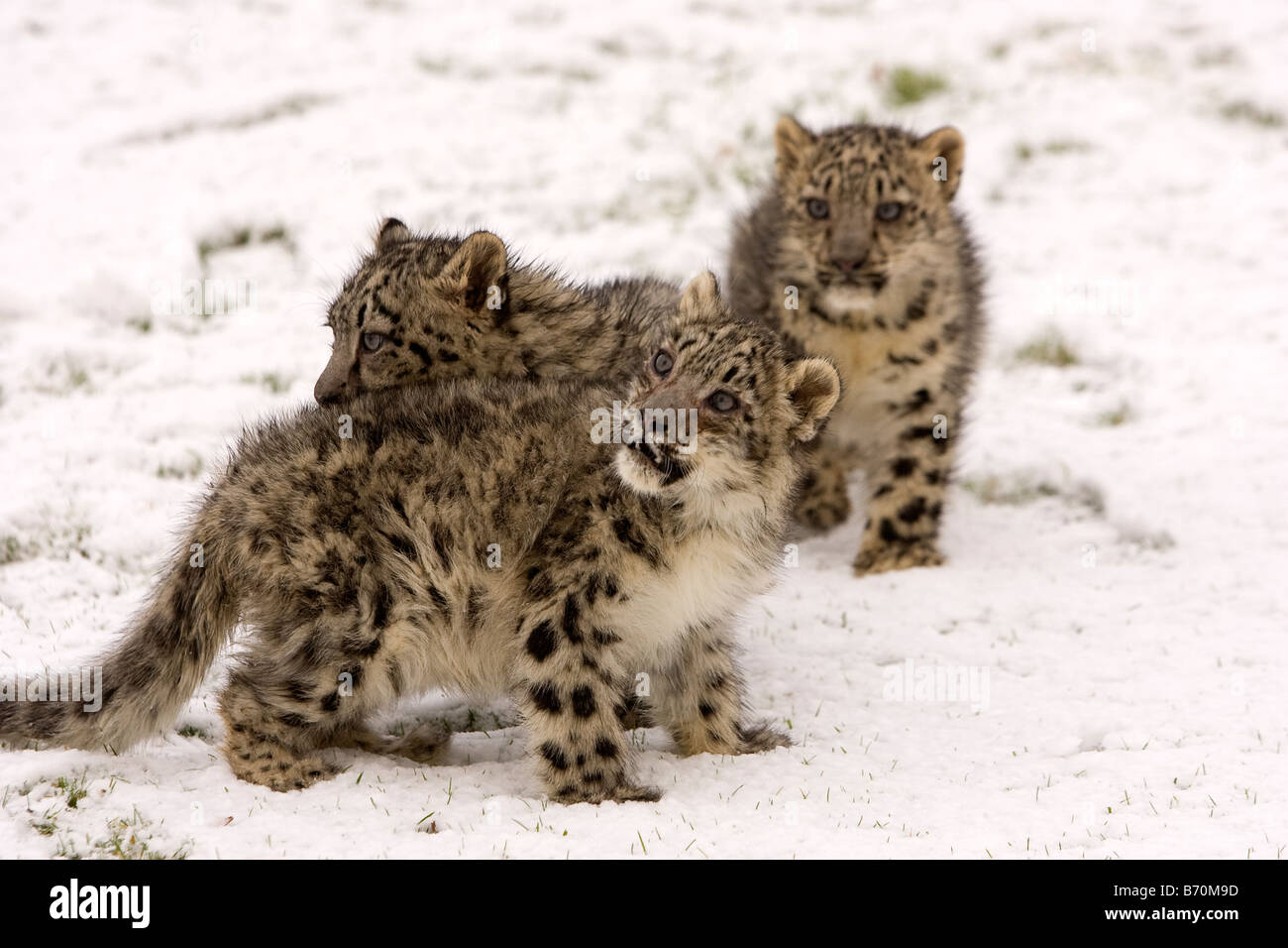 Snow Leopard d'oursons Banque D'Images