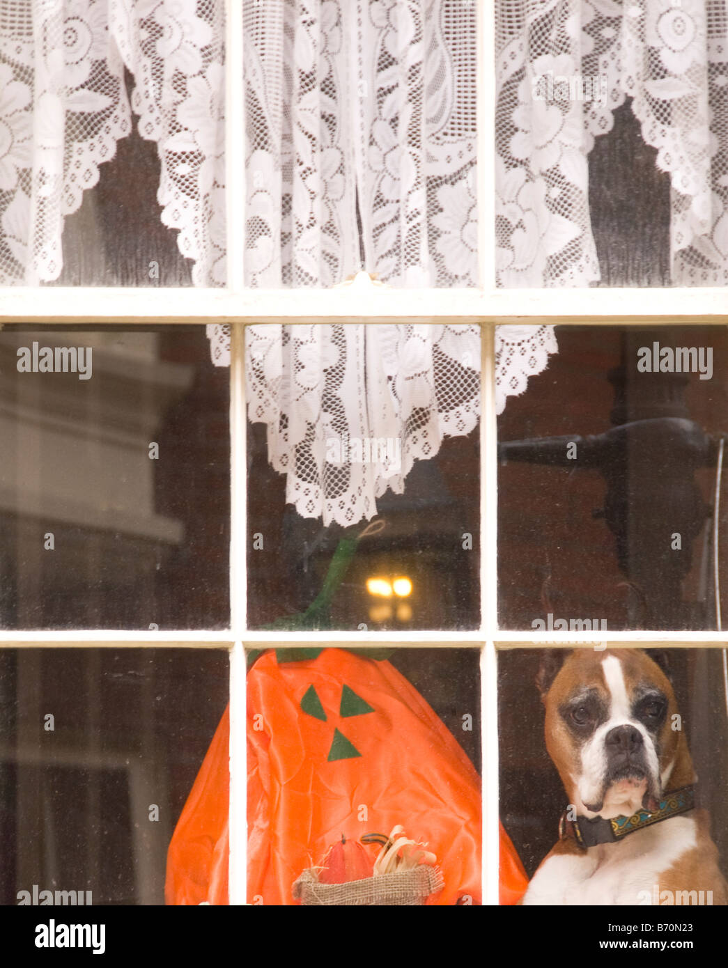 Un Boston Beacon Hill home sur Pinckney Street avec chien (boxer) et de décoration de citrouille halloween dans la fenêtre. Banque D'Images