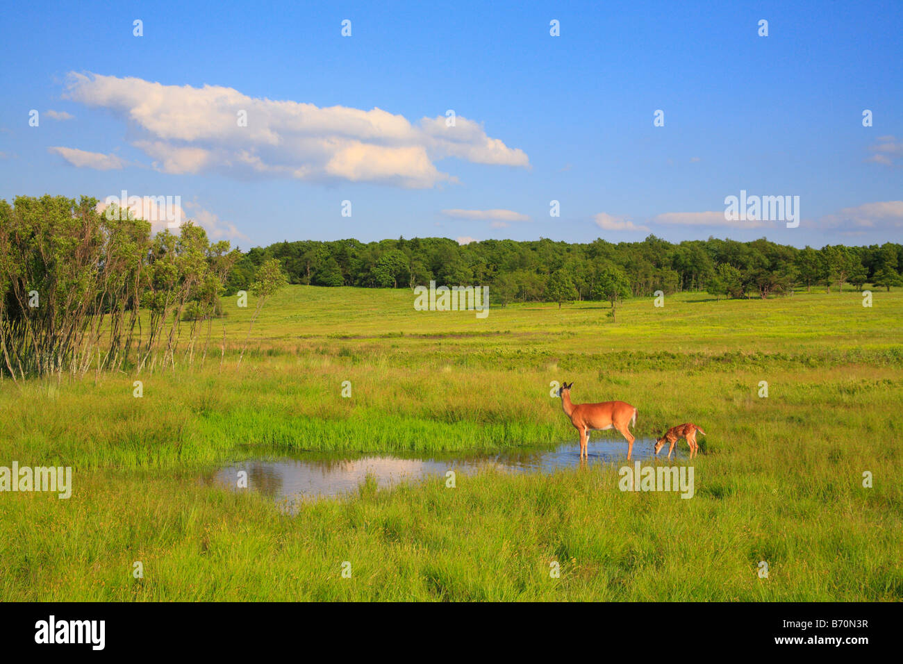 Biche et faon de Virginie dans le Parc National Shenandoah, en Virginie, USA Banque D'Images